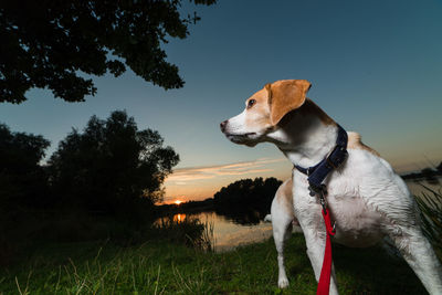 Dog on grass against sky during sunset