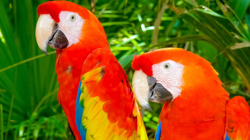 Close-up of parrot