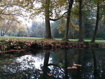 Scenic view of lake in forest