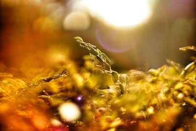 Close-up of green plant in the sunlight