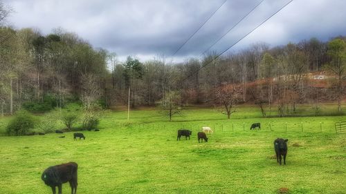 Sheep grazing in a field