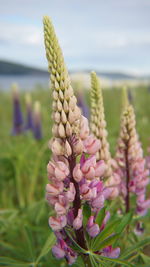 Close-up of pink flowering plant