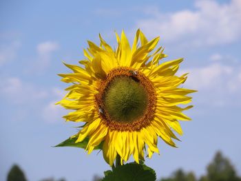 Close-up of sunflower against sky