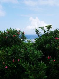 Flowering plants by sea against sky