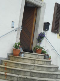 Low angle view of potted plant on building