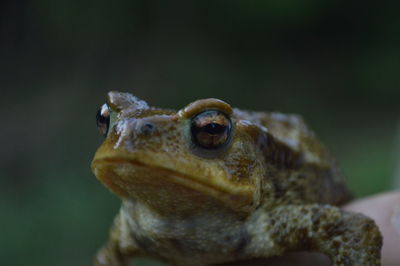 Close-up of lizard