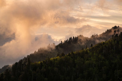 Panoramic view of forest against sky during sunset