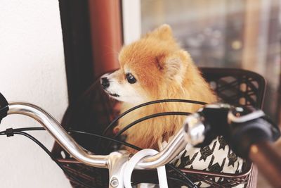 Close-up portrait of a dog in a bicycle basket 