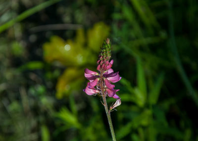 Close-up of pink flowering plant