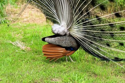 Peacock in a field