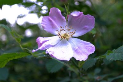 Close-up of pink flowers