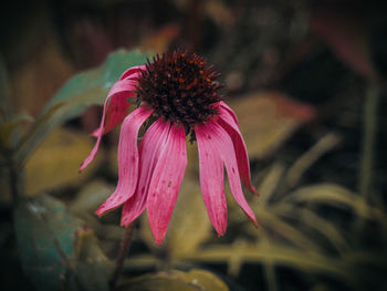 Close-up of pink flower