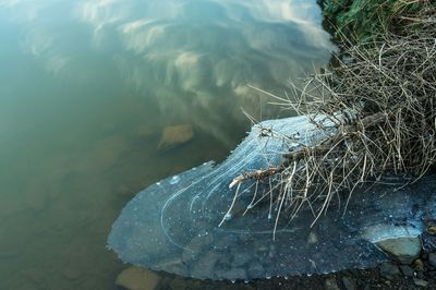 Reflection of trees in water