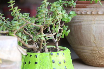 Close-up of potted plant