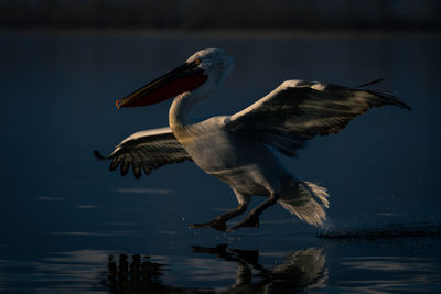 Close-up of pelican flying over lake