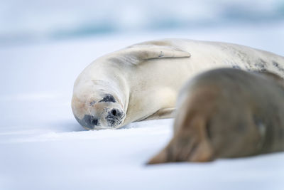 Close-up of crabeater seal lying alongside another