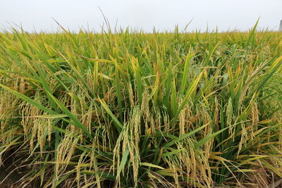 Close-up of wheat field against clear sky