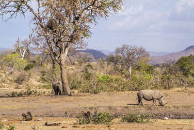 View of sheep on field