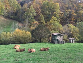 Cows resting on grassy field against trees