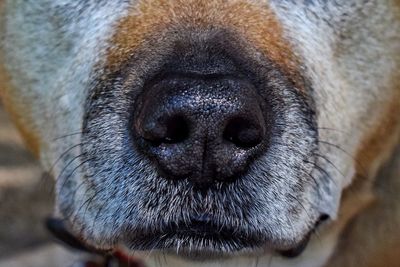 Close-up portrait of dog