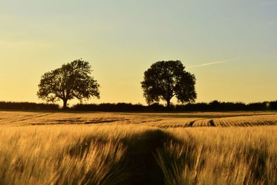 Scenic view of agricultural field against sky during sunset