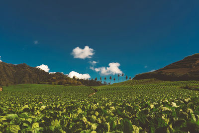 Scenic view of agricultural field against blue sky