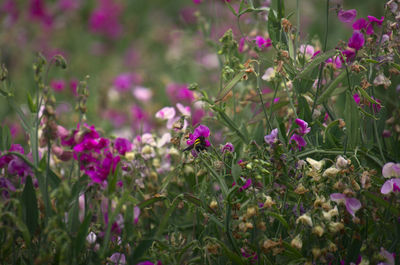 Close-up of insect on pink flowering plants