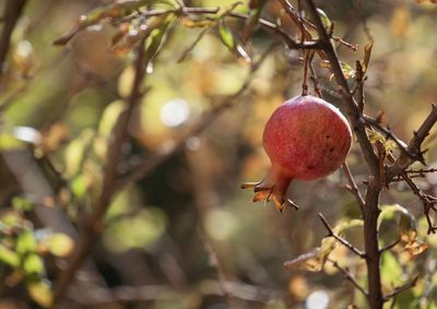 Close-up of fruits on tree