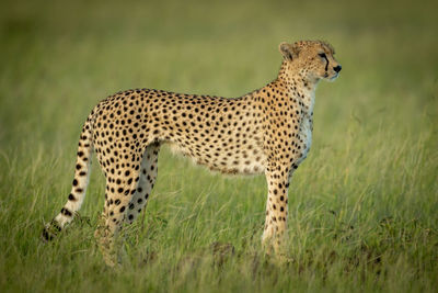 Full length of cheetah on field