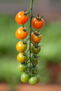 Close-up of cherry tomatoes growing on plant