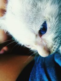 Close-up of dog with hand