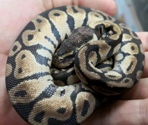 Close-up of human hand holding a animal