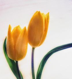 Close-up of yellow flower against white background