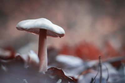 Close-up of mushroom growing outdoors