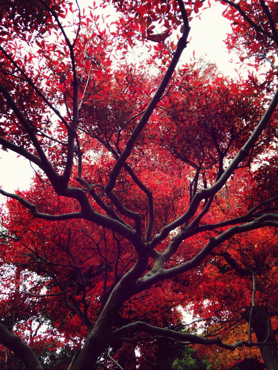 tree, branch, low angle view, autumn, growth, nature, beauty in nature, tranquility, change, red, scenics, season, sky, leaf, tranquil scene, day, outdoors, no people, forest, tree trunk