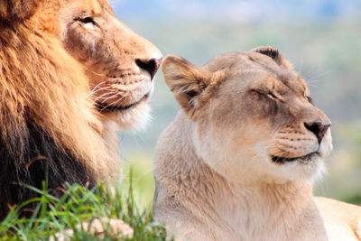 Close-up of lion and lioness