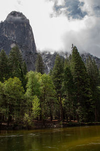 Scenic view of lake by trees against sky