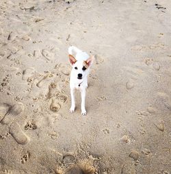 Portrait of puppy on sand