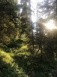 Trees in forest