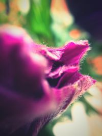 Close-up of pink flower