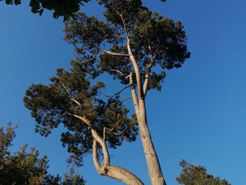 Low angle view of trees against clear blue sky