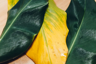 Close-up of yellow flowering plant