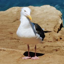 Close-up of seagull perching on a land