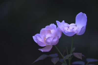 Close-up of purple flowers blooming in park at night