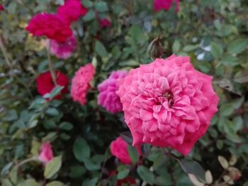 Close-up of pink flowers blooming outdoors