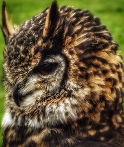 Close-up of owl