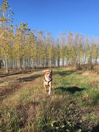 Dog walking on field against clear sky