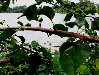 Close-up of green leaves on branch