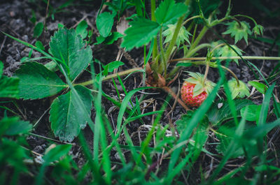 High angle view of fruits growing on field