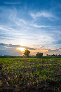 Scenic view of agricultural field against sky during sunset